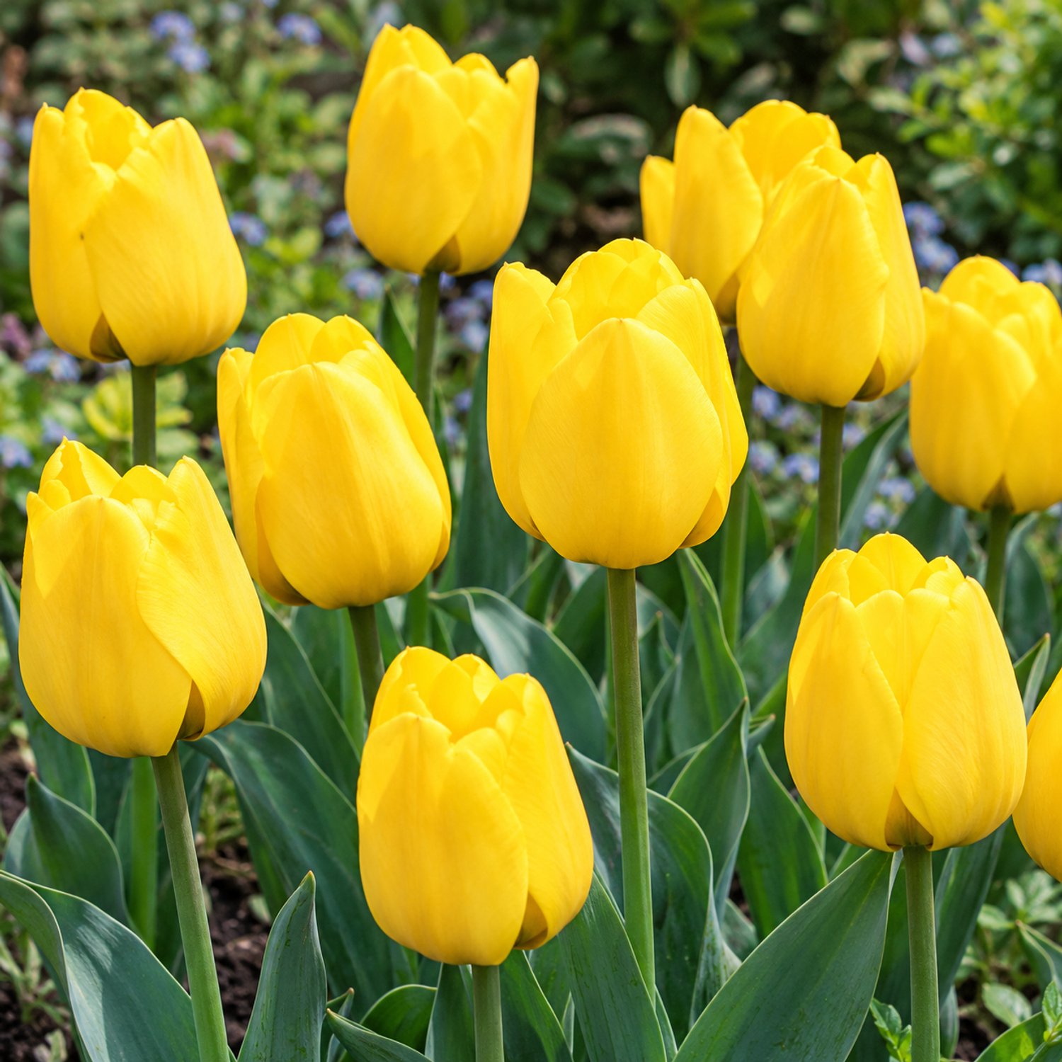 Tulipa Apeldoorn Geel, Darwin per 60