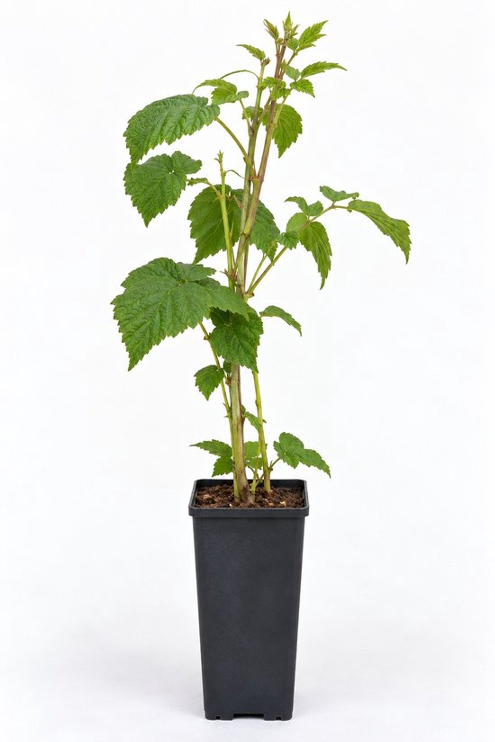 Frambozenstruik Aroma Queen in pot met rode vruchten