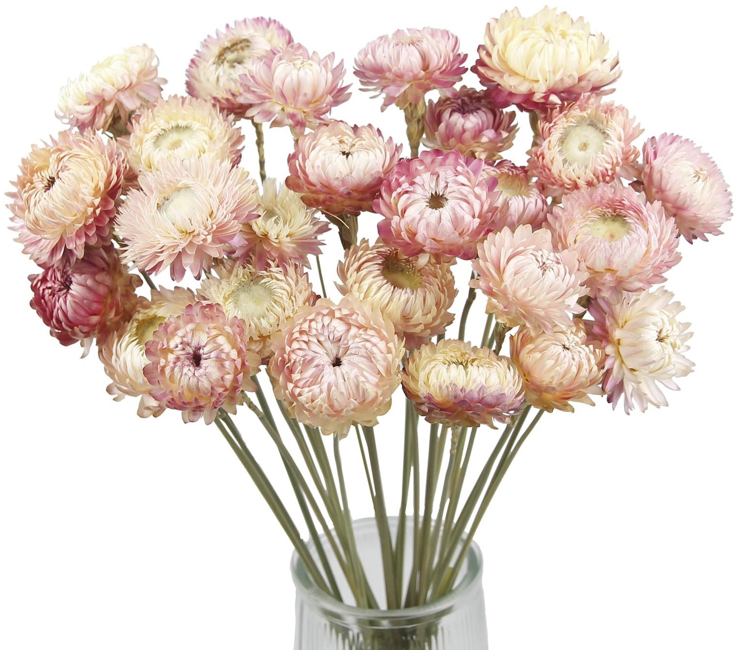 Set van 20 Gedroogde Chrysanten in Paars en Roze voor Decoratie