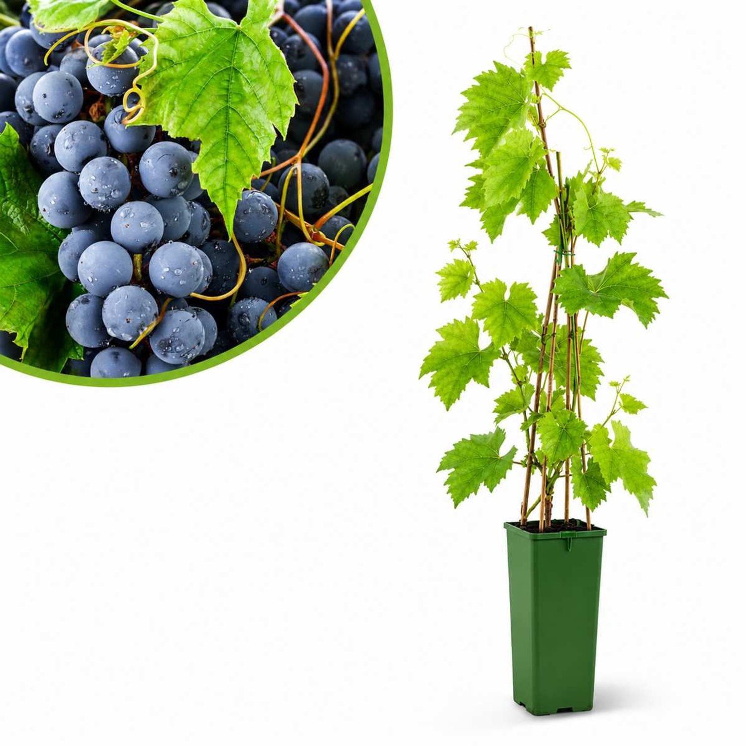 Blauwe Druif Muscat Blue – Zoete Muskaatdruif – Zelfbestuivende Druivenplant
