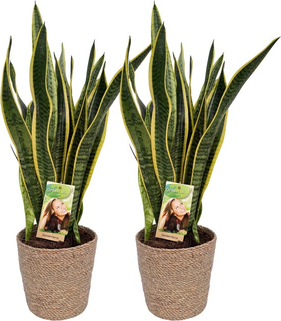 2 x Sansevieria Laurentii with Natural Basket, pot maat Ø17, 60-70cm hoogte, siermand, air purifying, luchtzuiverend, geweldig cadeau idee, snake plant, kamerplanten, easy to care for