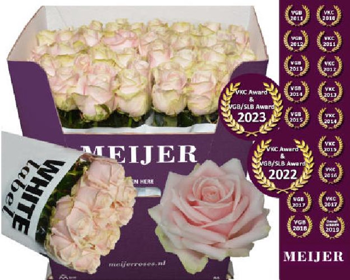 10x Rosa sweet avalanche+ 80cm