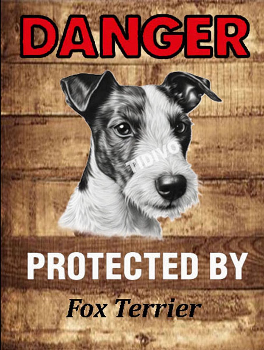 Fox Terrier 19