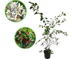 Krentenboompje 100-125 cm (in pot) - Amelanchier lamarckii - Ø26 cm - eetbare zwarte bessen - witte bloemen - vier seizoenen met uitstraling