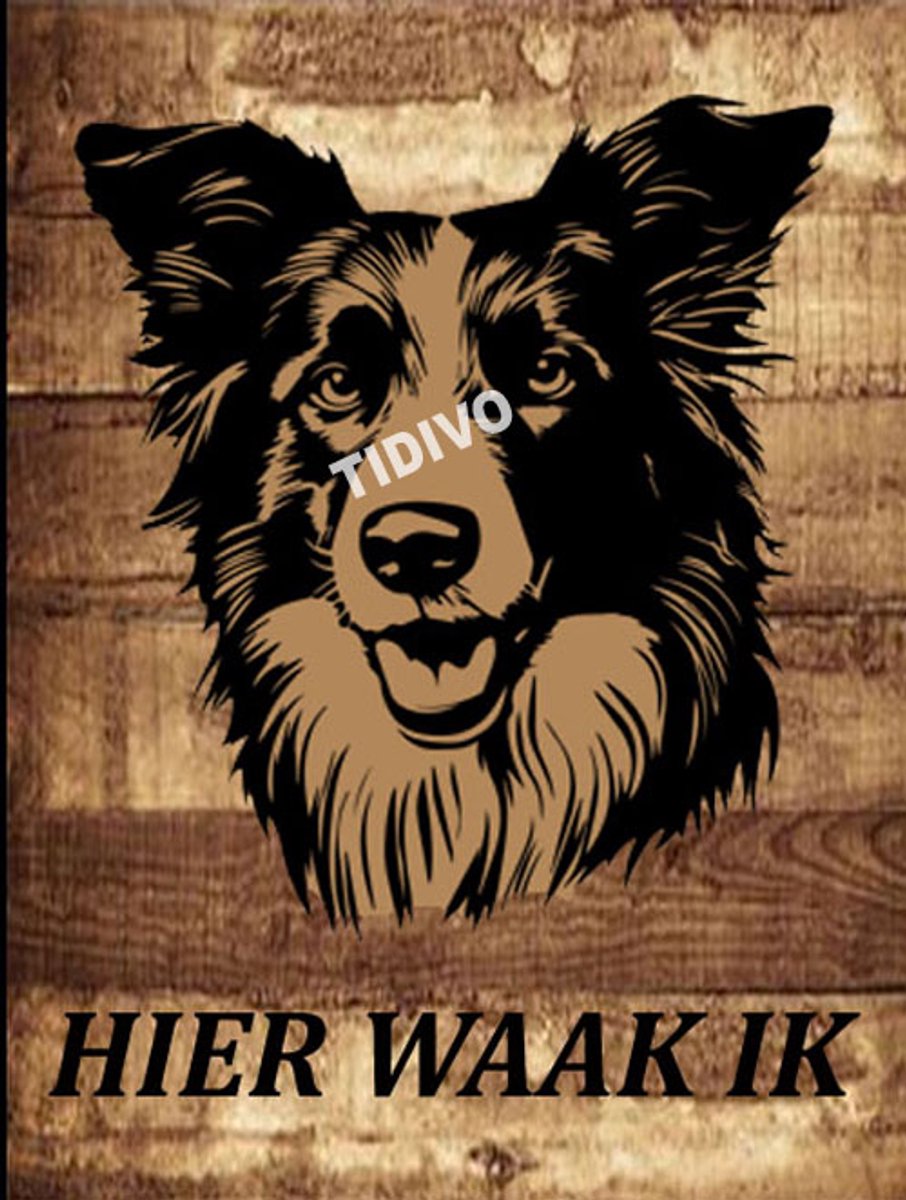 Border Collie 20