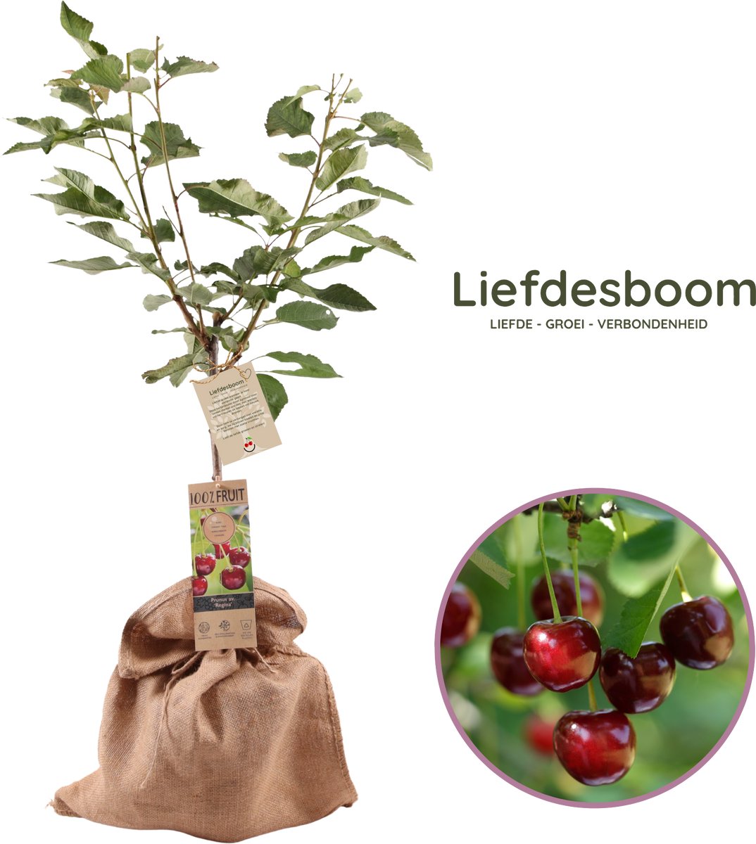 Liefdesboom - Symbolisch cadeau - kersenboom - Prunus avium 'Stella' - hoogte 70-95 cm - 21cm