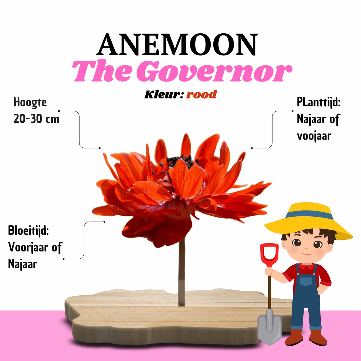KH Bloembollen® Anemoon | The Governor – 30 stuks – Scharlakenrood met wit Voorjaarsbollen – Vaste Planten voor Tuin & Border