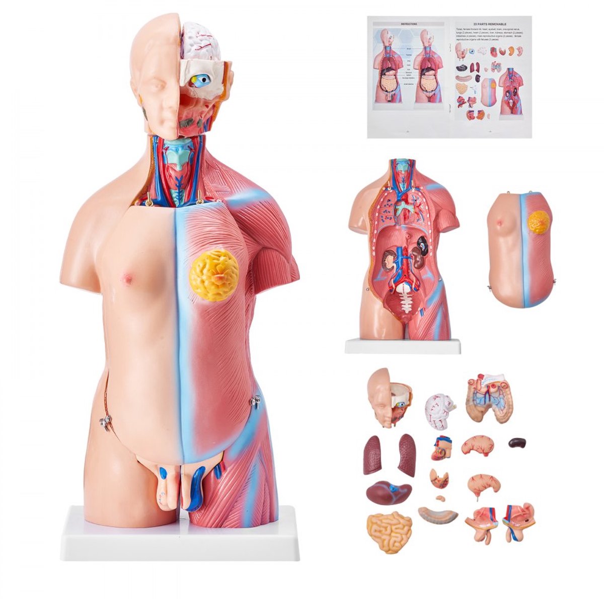 Anatomiemodel Menselijk Lichaam - Torso Model - 23 Delen - 45,5 cm Hoog - Uitneembare Organen - Skeletdetails - Educatief Voor Studenten