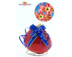 Rode wax Amaryllis met blauwe strik lint | Een Stralend Rood-Wit gestreept bloeiend Cadeau voor uw (kerst) Interieur