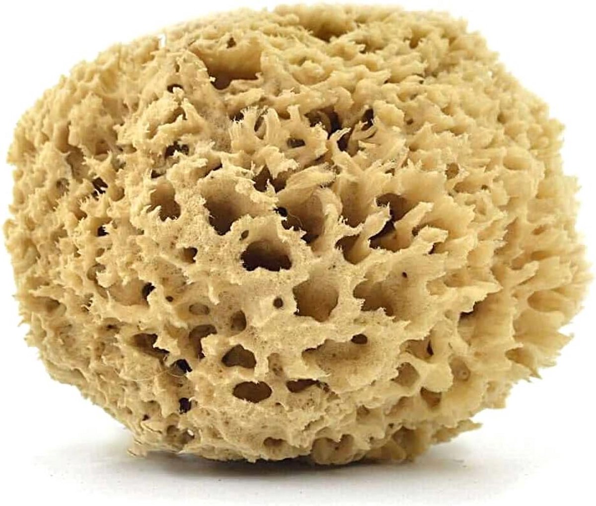 Premium Natuurspons Grieks (13-14 cm) - Plantaardig, Ongebleekt & Lang Houdbaar