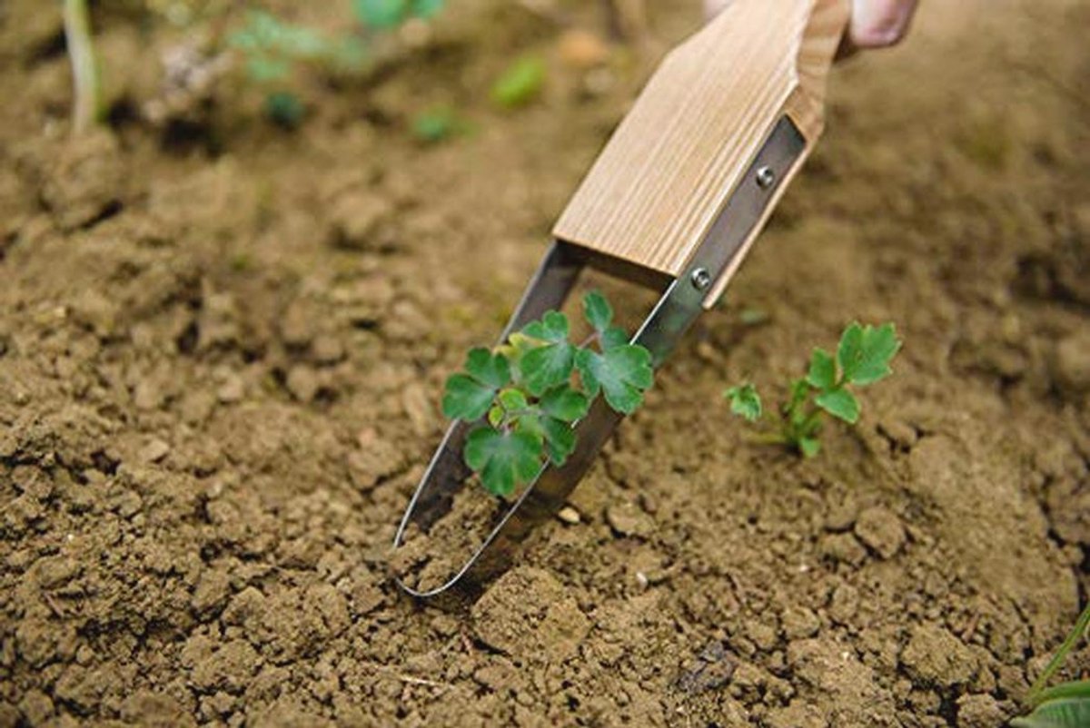 Onkruidhengel van roestvrij staal met essenhouten steel – 32 cm