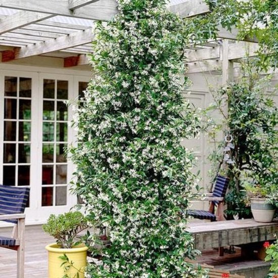 Toscaanse Jasmijn met overvloedige witte bloemen bedekt een pergola en een pilaar.