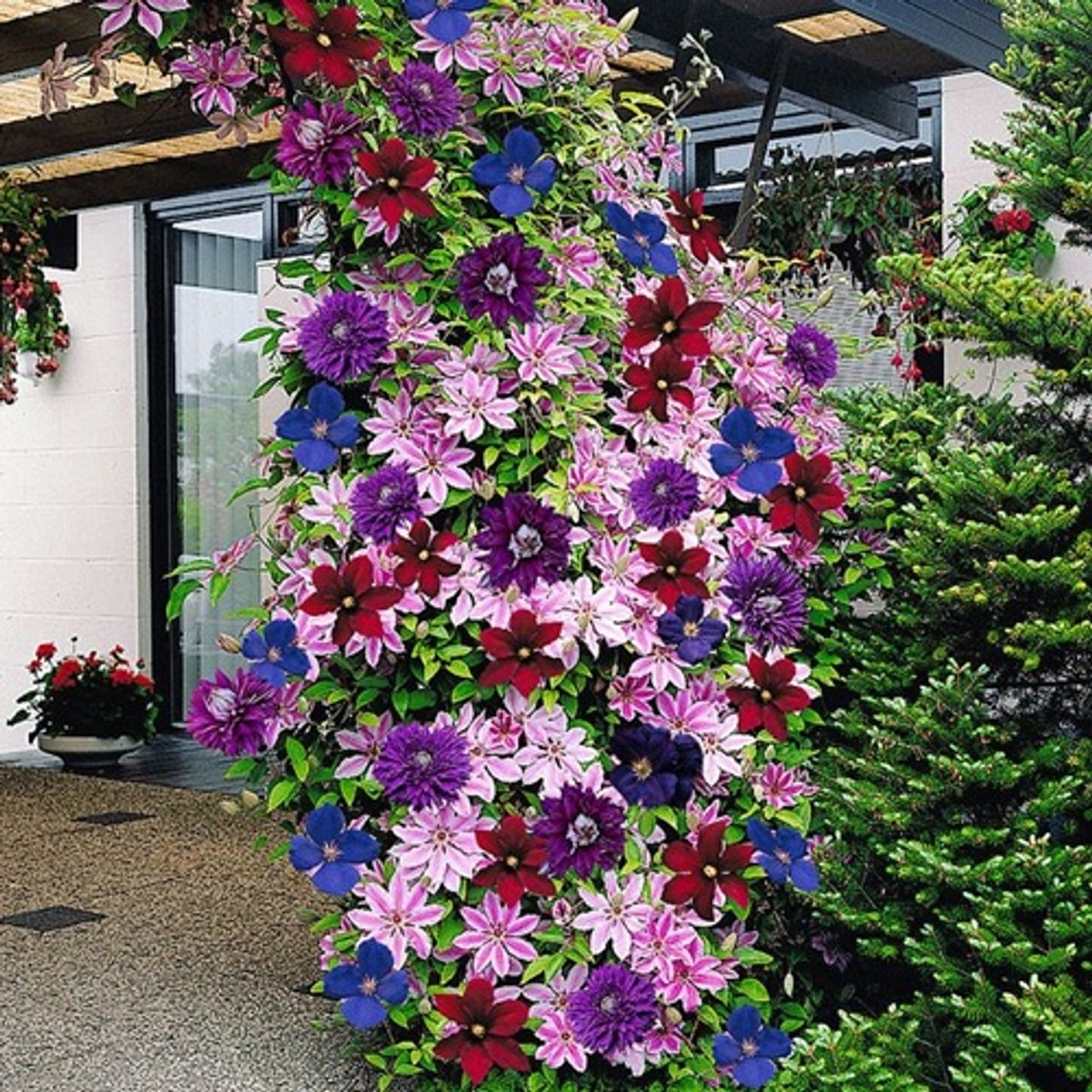 3 x Clematis Klimplanten mix: 3 halen, 2 betalen! - Blauw (The President), Wit (Miss Bateman) en Rood (Rouge Cardinal) - Meerjarig en Winterhard | 3 x 1,5 liter potten
