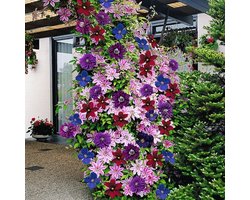 3 x Clematis Klimplanten mix: 3 halen, 2 betalen! - Blauw (The President), Wit (Miss Bateman) en Rood (Rouge Cardinal) - Meerjarig en Winterhard | 3 x 1,5 liter potten