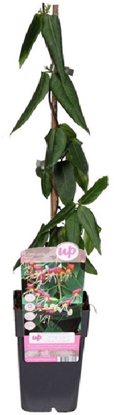 Duft Geißblatt Henry, Lonicera immergrün - 1 Pflanze