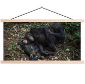 Porte-affiche avec affiche - Affiche scolaire - Singes - Dormir - Forêt - 120x60 cm - lattes vierges