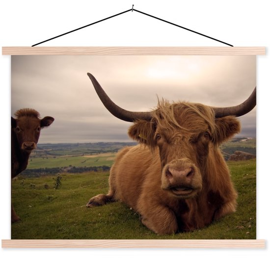 Porte-affiche avec affiche - Affiche scolaire - Highlander écossais - Animaux - Berg - 120x90 cm - Lattes vierges