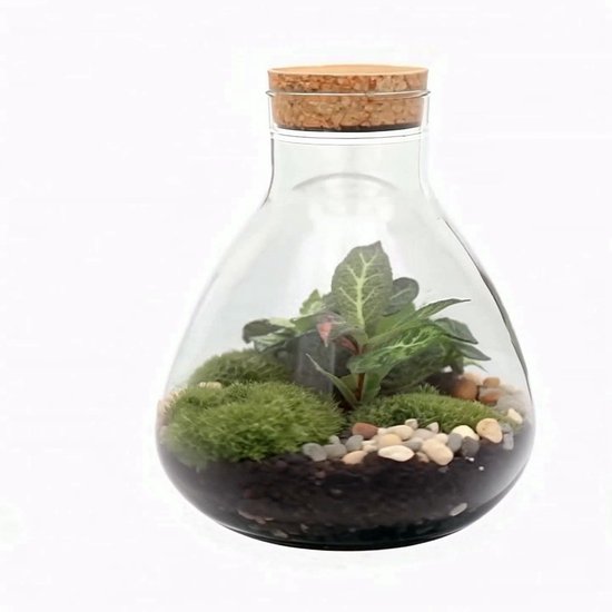 Plantenterrarium 'Sammie' – Compleet Mini-ecosysteem In Glas, Hoogte 27 Cm – Onderhoudsvriendelijke Kamerplant