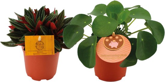 2 Planten, 1x Peperomia en 1x Pannenkoekenplant, Kamerplanten, Peperomia Duo Rosso/Pilea Peperomioides, Ø10.5cm - 15cm