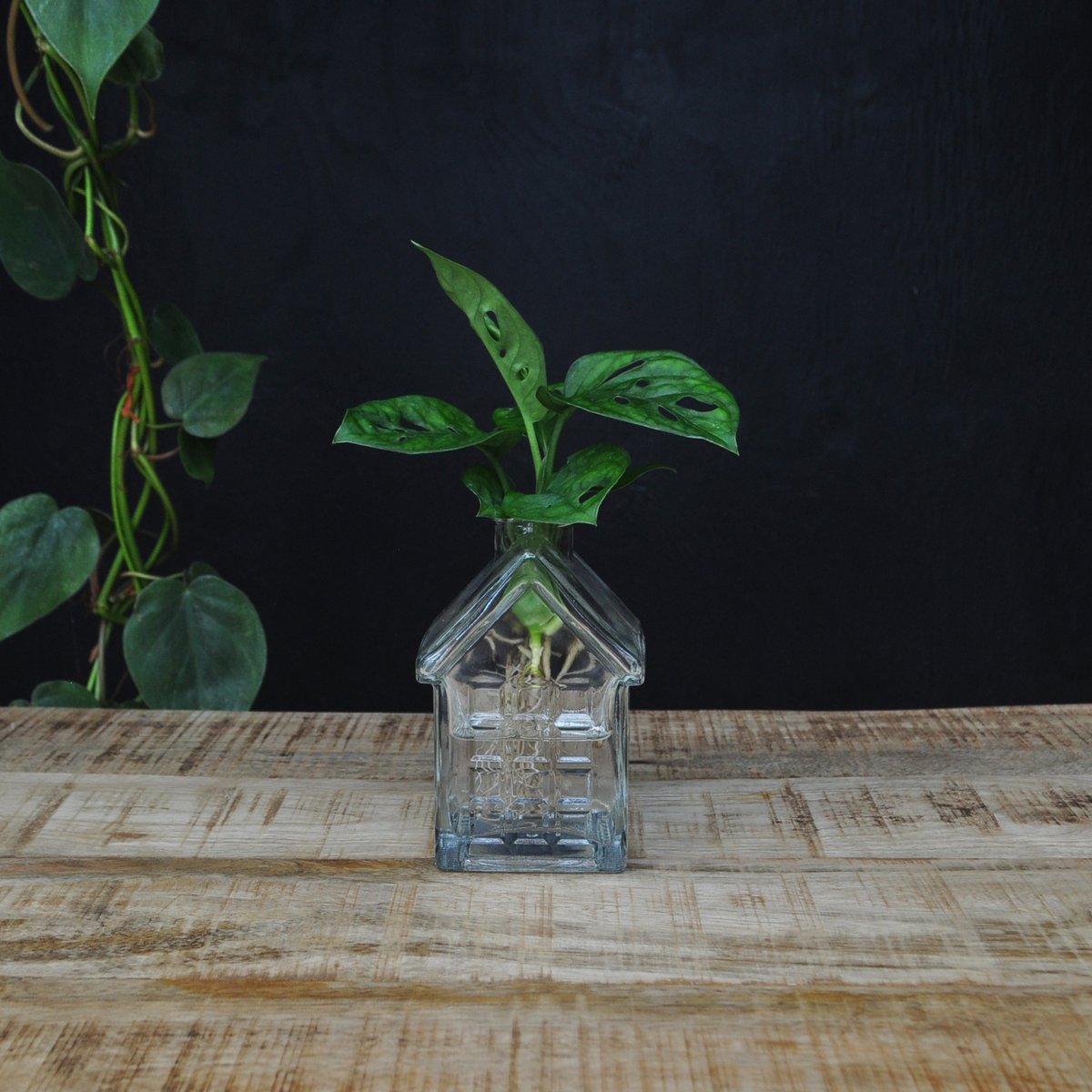 INTENZ® | OSLO | Glazen huisvaasje met Monstera Adansonni
