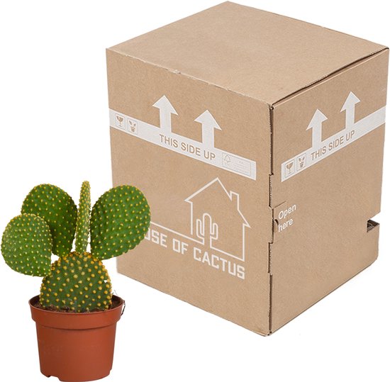 Cactus voor buiten: 13 mooie winterharde Opuntia soorten 16 Cactus Mickey Mouse - Opuntia Microdasys hoogte 12cm potmaat 12cm