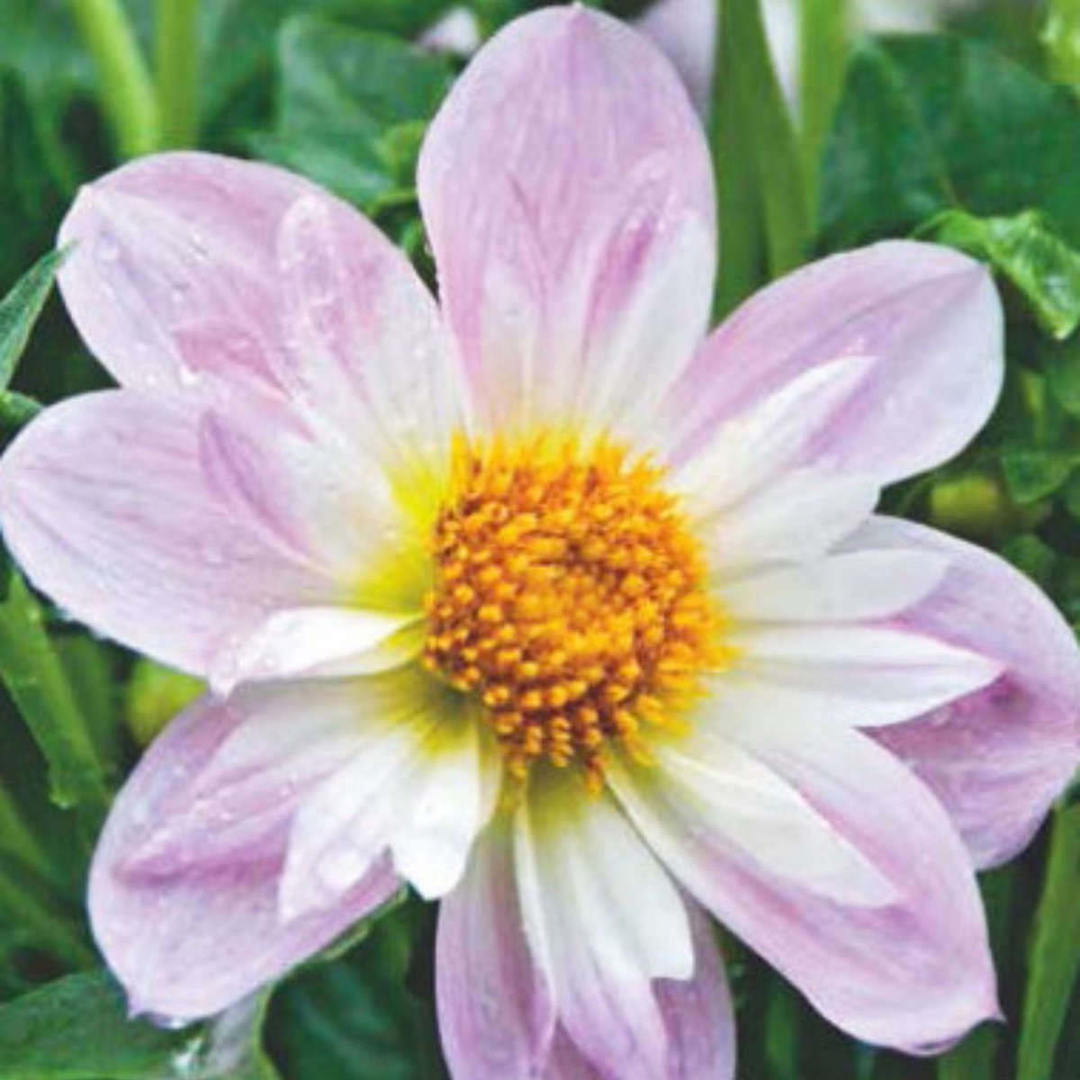 Dahlia (Dahlia) - Teesbrooke Audrey - Bijen-Vlinders - Snijbloemen - Zomerbollen