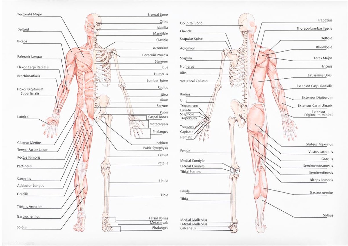 1 Stuk Poster Menselijke Spier Kleine Anatomie Wanddecoratie Anatomische Gym Schilderij Onderwijs Botfiguur Skelet Leerafbeelding Anatomie Afbeelding Anatomie voor School Zijde Katoen