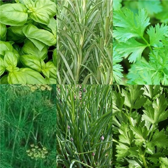 Kruiden zaden assortiment zaadlint (basilicum zaden, rozemarijn zaden, koriander zaden, dille zaden, bieslook zaden, peterselie zaden)