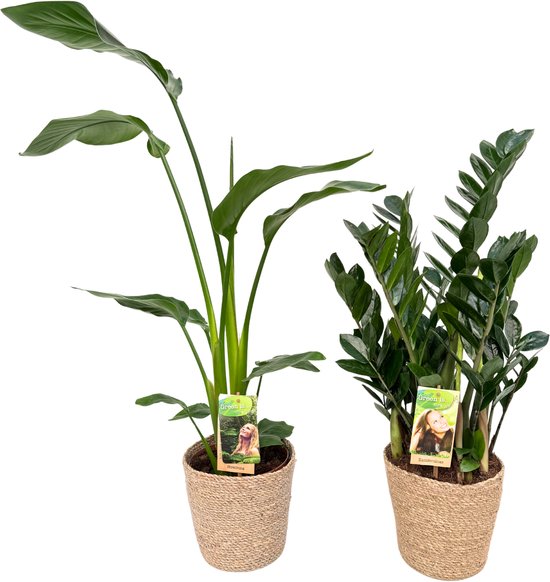 Strelitzia Nicolai & Zamioculcas Zamiifolia with Natural Basket, ZZ Plant, pot maat Ø17, 80-90cm hoogte, siermand, air purifying, kamerplanten, Inclusief mand, easy to care for, echte planten, geweldig cadeau-idee, great gift idea