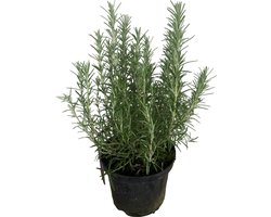 Rosmarinus Officinalis - Rozemarijn 25-30 cm pot