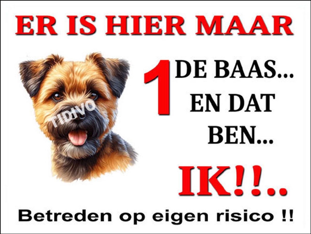 Border Terrier 26