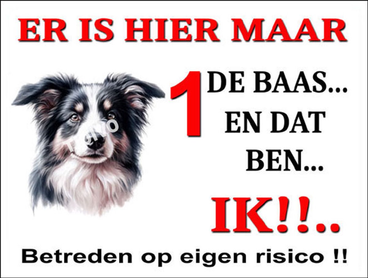 Border Collie 26