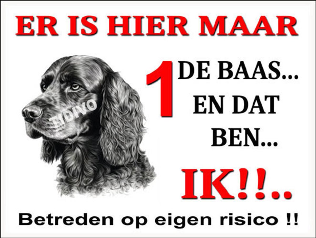 Engelse Cocker Spaniel 26