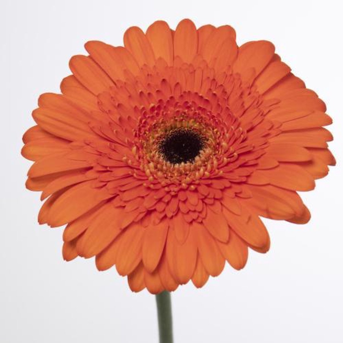 45x Gerbera candela 70cm