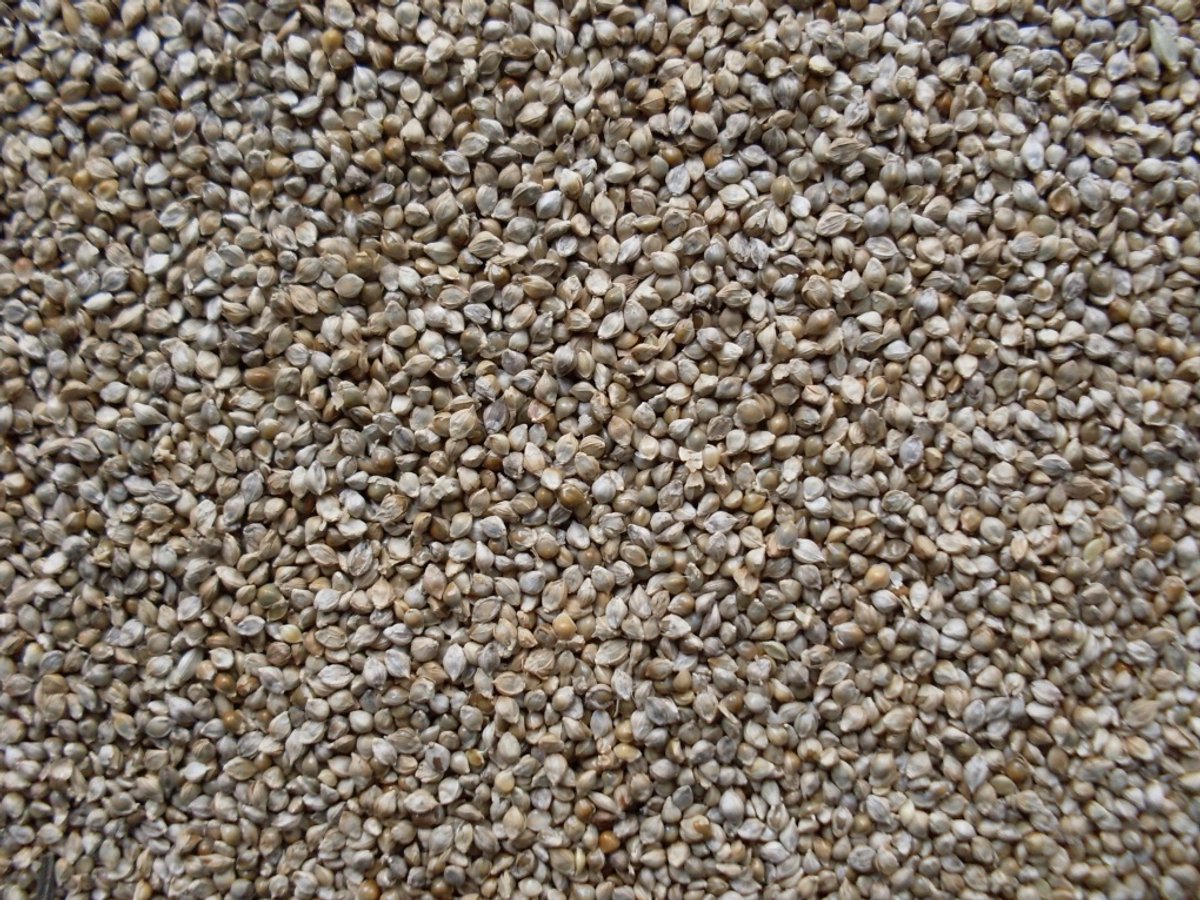 Garvo Japans Millet (GA841)