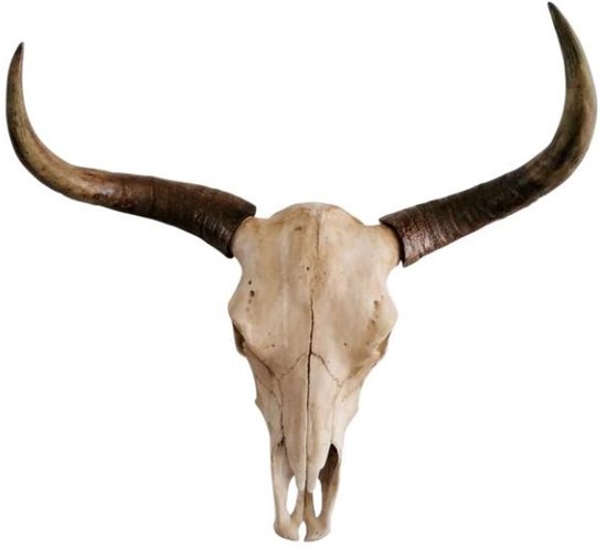 Stieren schedel met lange, gebogen hoorns, beige met bruine tinten. Een uniek decorstuk voor aan de muur.