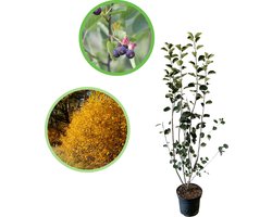 Dwerg krentenboompje 100-125 cm (in pot) - Amelanchier spicata - Ø26 cm - witte bloesem - eetbare bessen - prachtige herfsverkleuring