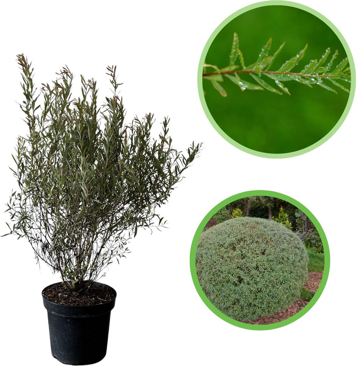 Bittere wilg / Purperwilg 40-60 cm (in pot) - Salix purpurea 'Nana' - Ø26 cm - sierlijke dunne bladeren - onderhoudsarm - perfect voor lage hagen