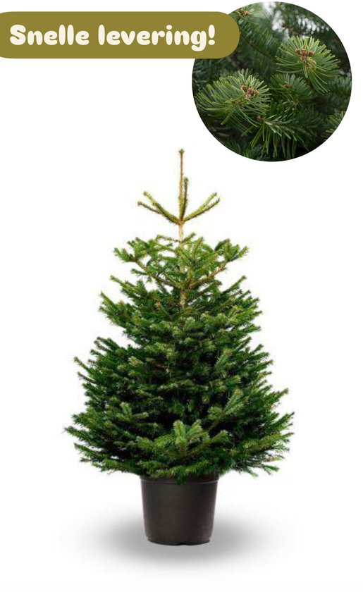 Nordmann – Kerstboom – In pot – 150–175 cm