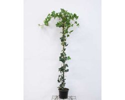 Hedera hibernica - Ierse Klimop , Atlantische Klimop,125-150 cm | pot