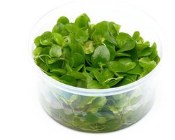 Moerings Aquariumplanten - Limnobium laevigatum - in vitro cup