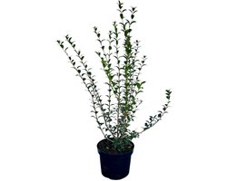 Osmanthus burkwoodii - Schijnhulst 60-80 cm | in pot