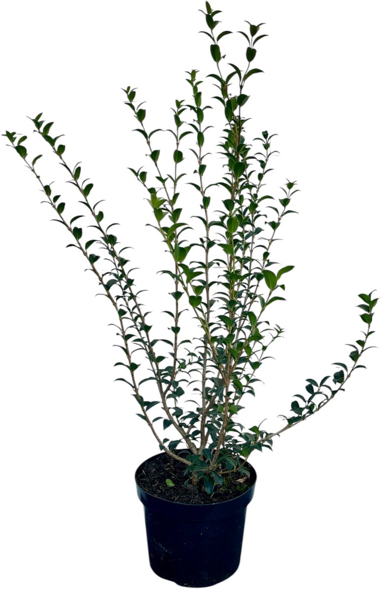 Osmanthus burkwoodii - Schijnhulst 60-80 cm | in pot