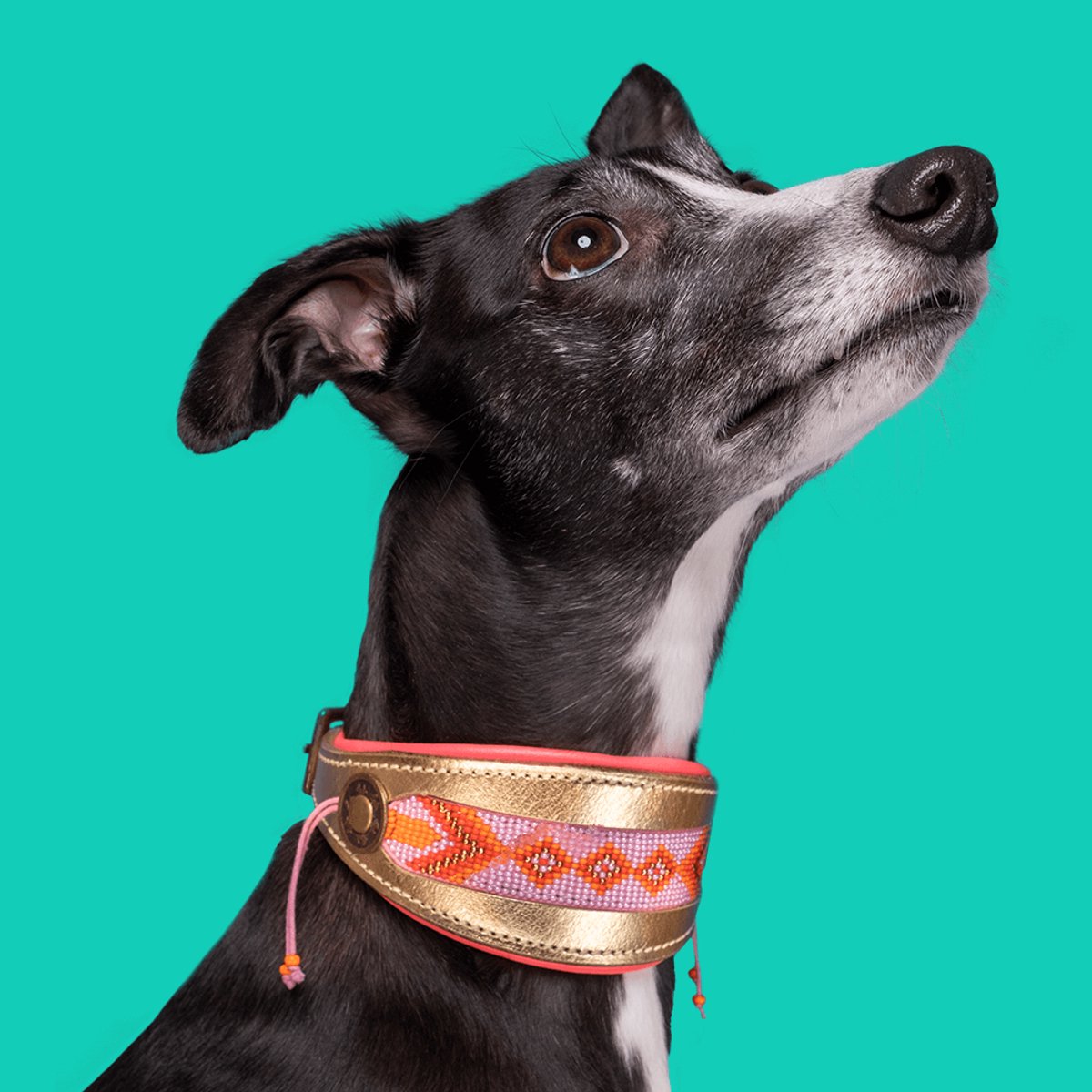 Sweet Mae Windhond Halsband