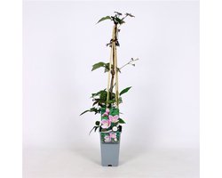 Plants Online BV - Planten - Tuinplanten - Klimplanten - Set van 3 - Clematis 'Superba'