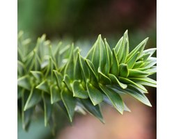 Plants Online BV - Planten - Haagplanten - Coniferen - Tuinplanten - Sier coniferen - Set van 1 - Slangenden