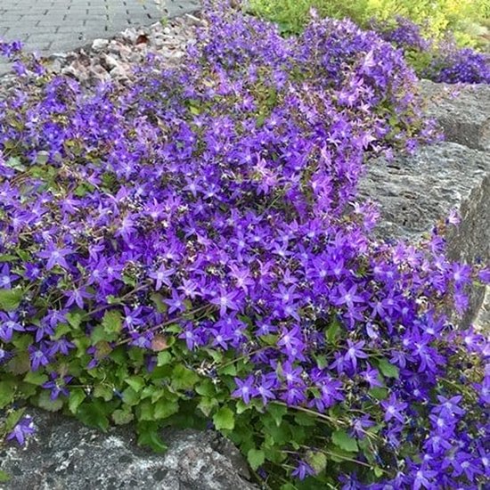 12x Campanula Poscharskyana - Klokjesbloem in p9 (0,5 liter) pot