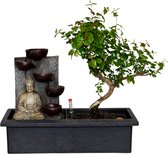 Bol.com ZynesFlora - Bonsai met Waterval - Ø 27 cm - Hoogte: 25-30 cm - Kamerplant in Pot aanbieding