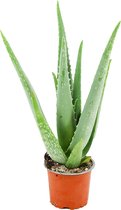 ZynesFlora - Aloë Vera - Ø 10,5 cm - Hoogte: 35 - 40cm - Kamerplant - Aloë - Succulent - Vetplant