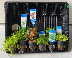 Aquariumplanten Pakket Laag Luxe